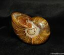 Inch Nautilus fossil from Madagascar #629-2
